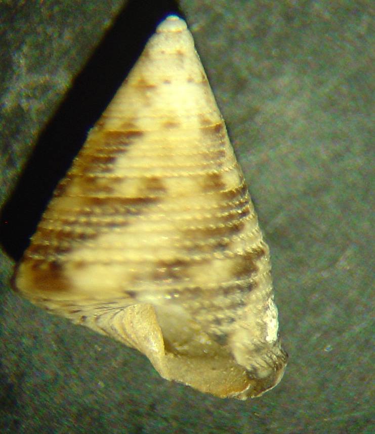 jujubinus str.f. depictus